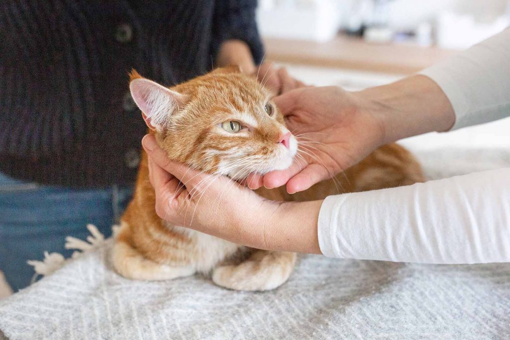 Tierarztpraxis Witten Herbede